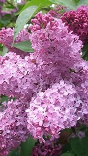 25 Heather Lilac Seeds Bloom Perennial Flowers Fragrant Seed Flower Shrub Bush