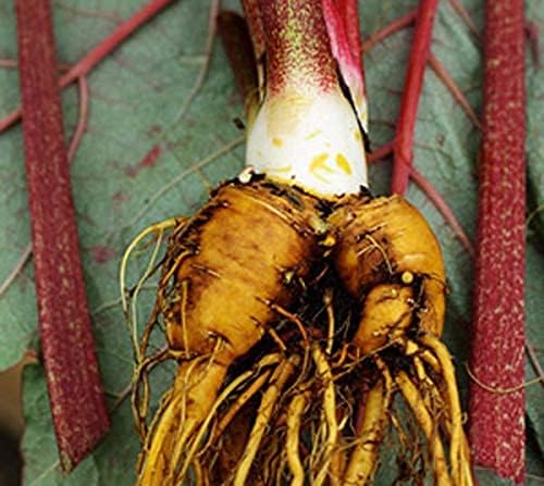 Rhubarb Root - Dried Rheum officinalis Granule from 100% Nature (8 oz)