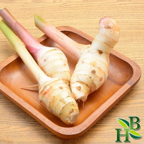 Herb To Body Galangal Root Cut & Sifted – 4 oz, Wildcrafted Alpinia Officinarum for Herbal Tea, Cooking, and Natural Wellness Uses