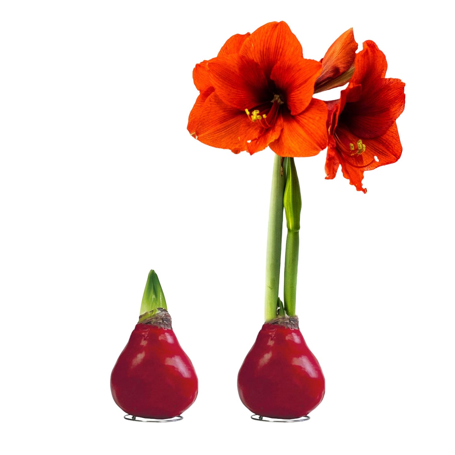 Waxed Amaryllis Bulb 2-Pack â Red Wax with Red Blooms â Live Holiday Gift Plant, Easy Care, No Watering Needed