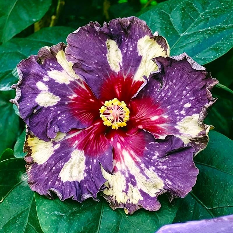25Pcs Exotic Hibiscus Flower Seeds for Planting - Perennial Flower for Home Garden