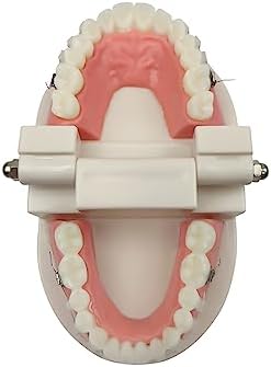 Standard Orthodontic Teeth Model, YOUYA DENTAL Demonstration Orthodontic Model Teeth Teach Study Tools with All Mouth Ceramic Bracket (All Mouth Ceramic Bracket)