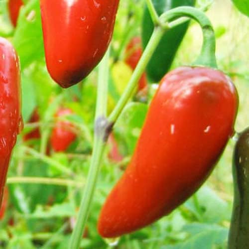Magic Plant Red Jalapeno Pepper Powder - Fine Ground Red Jalapeno Chili Powder (1 LB) - Mexican Cuisine Staple | Mild - Medium Heat | Add to any Dish or Drink | Spicy Sweeter bit Smoky – Pure, Non-GMO
