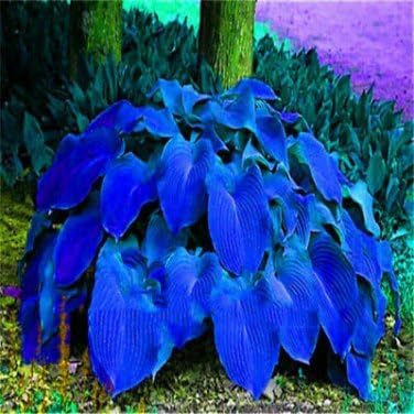 Generic SVI Fresh 100 Pcs Caladium Leaf Plant Seeds Blue Purple