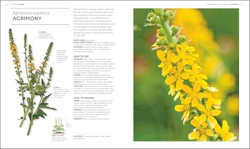 Essential Herbs: Treat Yourself Naturally with Herbs and Homemade Remedies