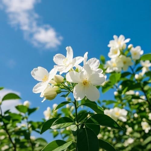 410 Climbing Jasmine Seeds for Planting - Fragrant White Flowering Vine - Perennial Evergreen Outdoor Garden Plant for Trellis, Fence, and Pergola