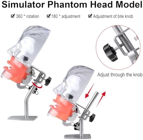 Global-Dental Simulator Manikin Phantom Head Model Teeth Dentist Educational Teeth Teaching Model with 28Pcs Fix on (Table Stand Type)