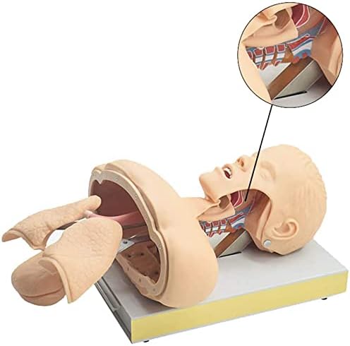 Teaching Model, 11 Intubation Manikin Training Simulator, Airway Management Trainer, Training Manikin, Intubation Head Teaching Study Model Manikin Anatomy Biology Exquisite