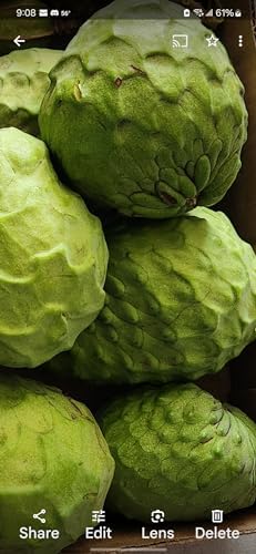 Fresh Custard Apple Annona Fruits