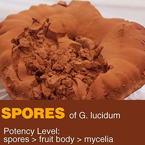 Red Reishi Mushroom Powder (Spore Powder) 7oz (200g) Wall-Broken Pure Ganoderma Lucidum Non-GMO, 100 Servings
