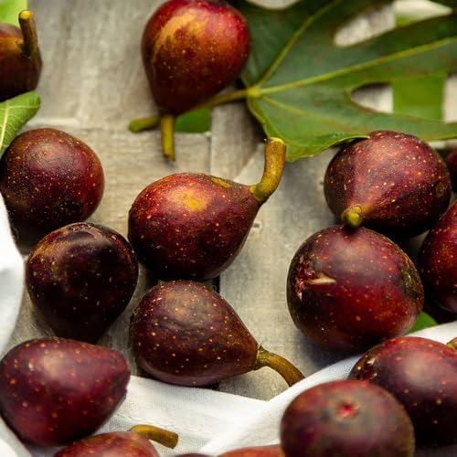 Fig 1 Gal. Brown Turkey Fig Plant