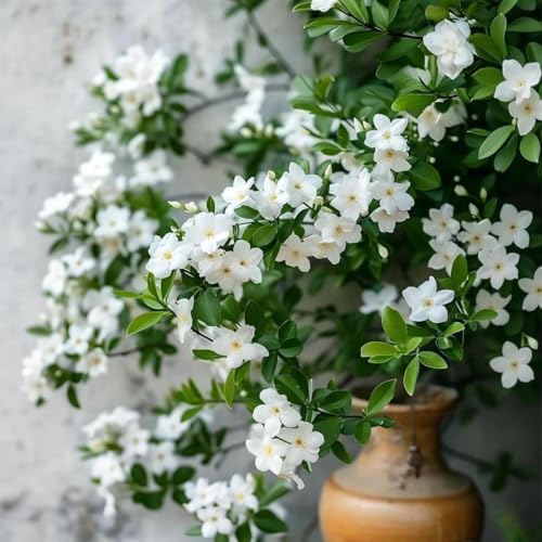 410 Climbing Jasmine Seeds for Planting - Fragrant White Flowering Vine - Perennial Evergreen Outdoor Garden Plant for Trellis, Fence, and Pergola
