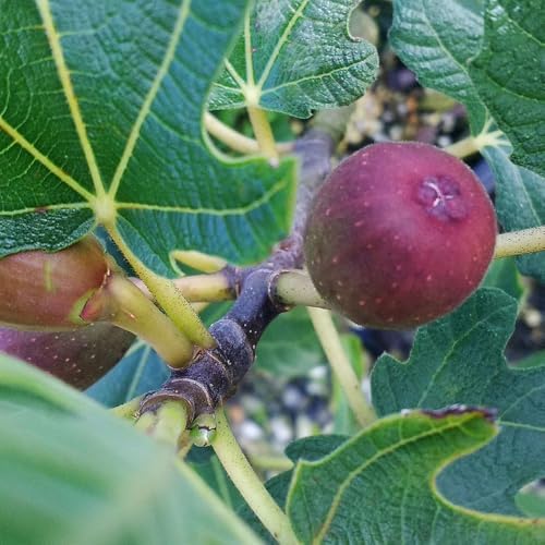 Fig 1 Gal. Brown Turkey Fig Plant