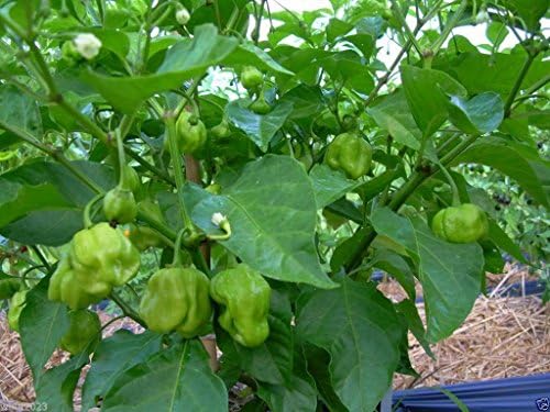 Burkina Yellow Chili-An African strain of the famous Scotch Bonnet hot pepper