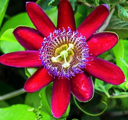 Passionfruit Mix 50+ Seeds Flowers Easy to Grow Planting