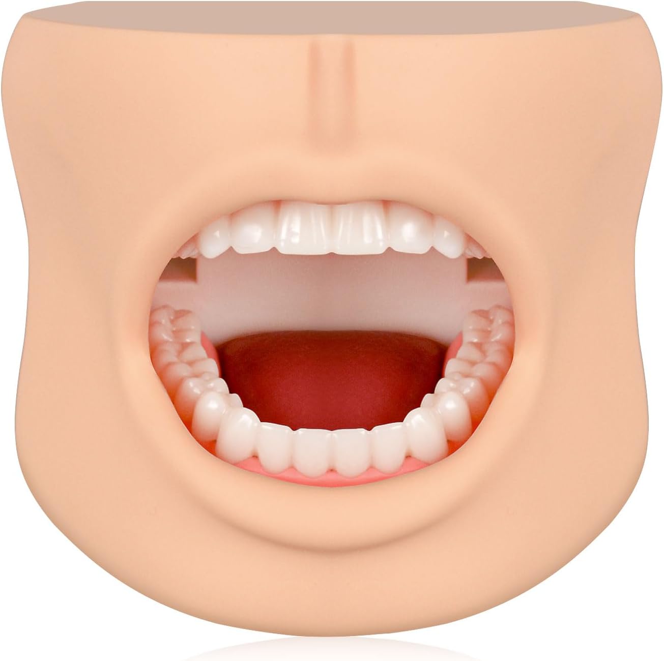 Teeth Model with Cheek Structure, Dental Typodont Teeth Model for Dental Care Demonstration, Tooth Model for Dental Education and Teaching