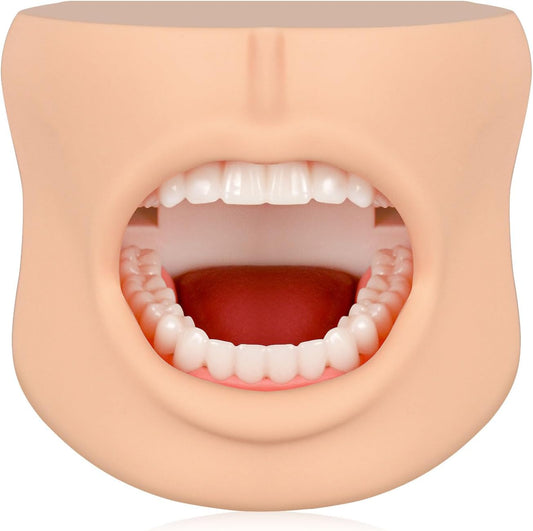 Teeth Model with Cheek Structure, Dental Typodont Teeth Model for Dental Care Demonstration, Tooth Model for Dental Education and Teaching