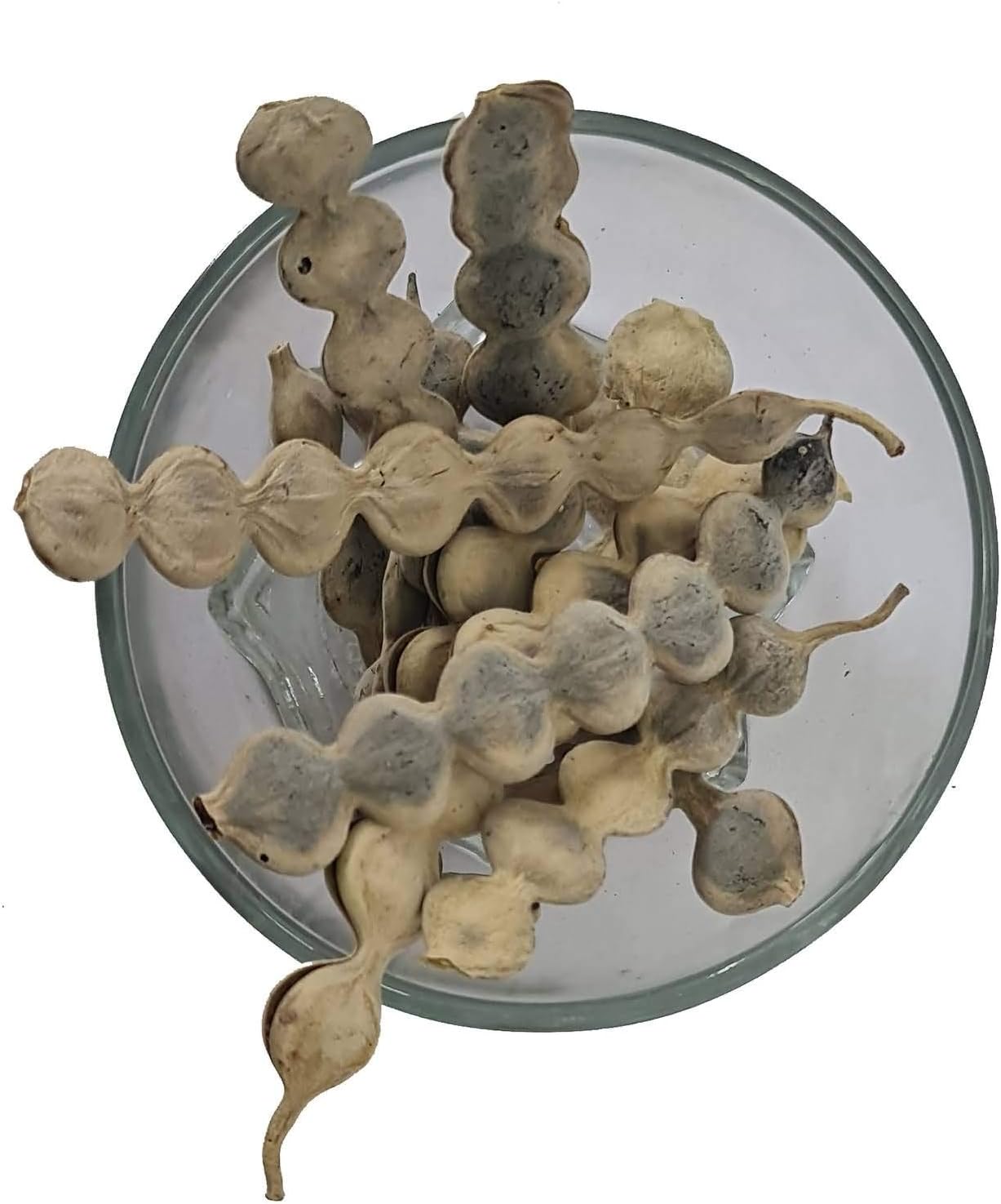 The Choice Vinayak Herbal Babul Phali Acacia Nilotica Ayurvedic Product with Multiple Benefits - 500 Gm