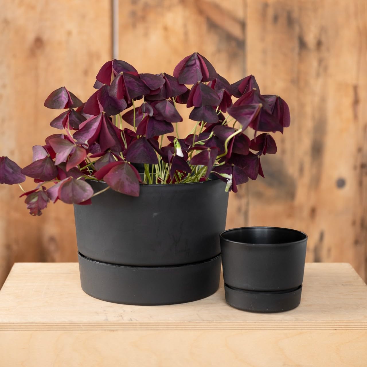Root & Vessel Majestic Mid-Century Modern Low Profile Cylinder Pot, Matte Black, 8.5""