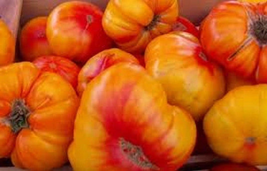 Old German Tomato - - A Huge Old Favorite Great Tasting (50 - Seeds)