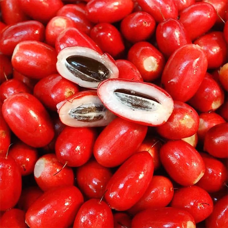 30Pcs Perennial Miracle Berry Fruit Seeds for Planting-Non-GMO Heirloom Plant Seeds Garden Outdoor