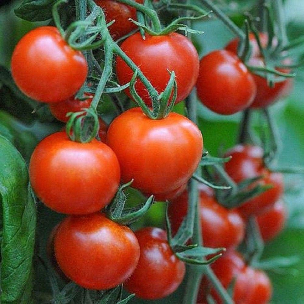 Mountain Magic F1 Hybrid Tomato Seeds - Perfect Fresh Eating Right Off The Vine (25 - Seeds)