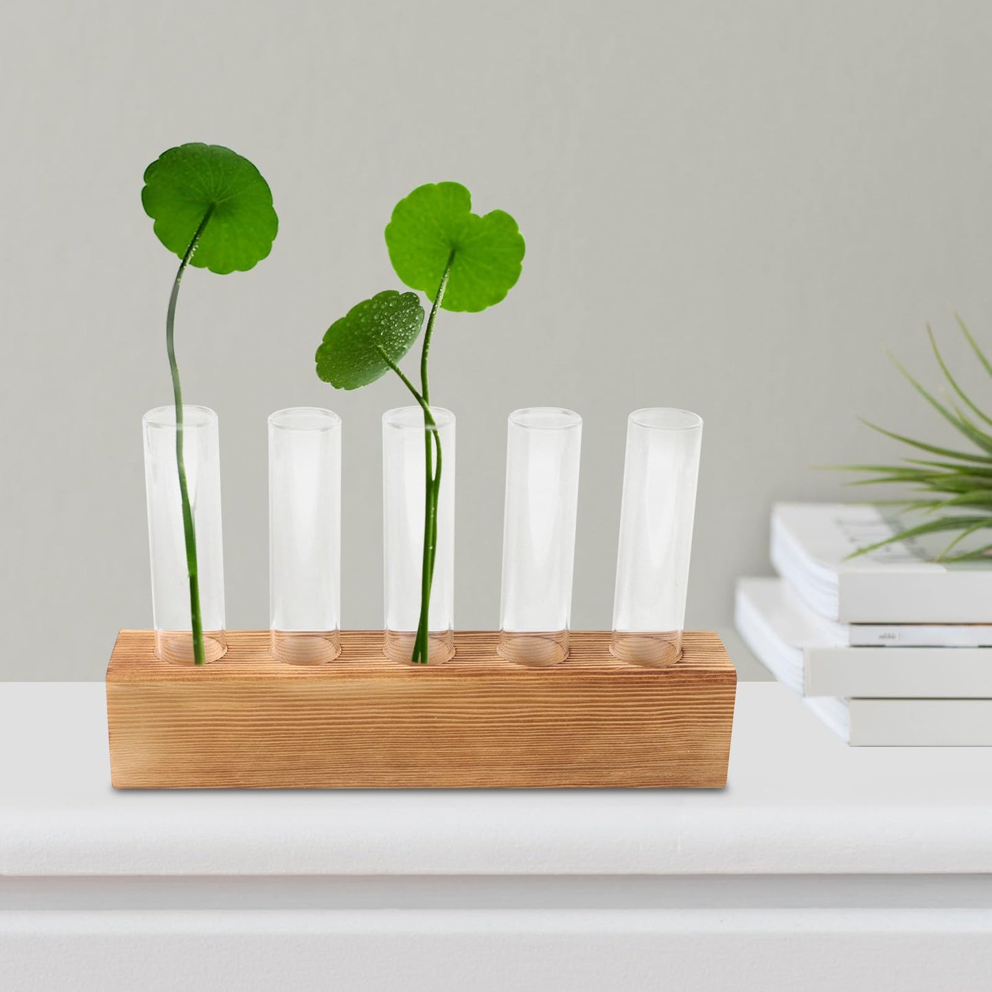 SEWACC Hydroponic Glass Planter Vase with 5-Hole Wooden Base, Plant Terrarium for Indoor Propagation and Home Office Décor, Glass Bud Vases for Desktop Hydroponics