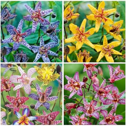 25Pcs Perennial Tricyrtis Wonder Toad Lily Flower Seeds to Plant Outdoor-Non-GMO Heirloom Plant Seeds Garden