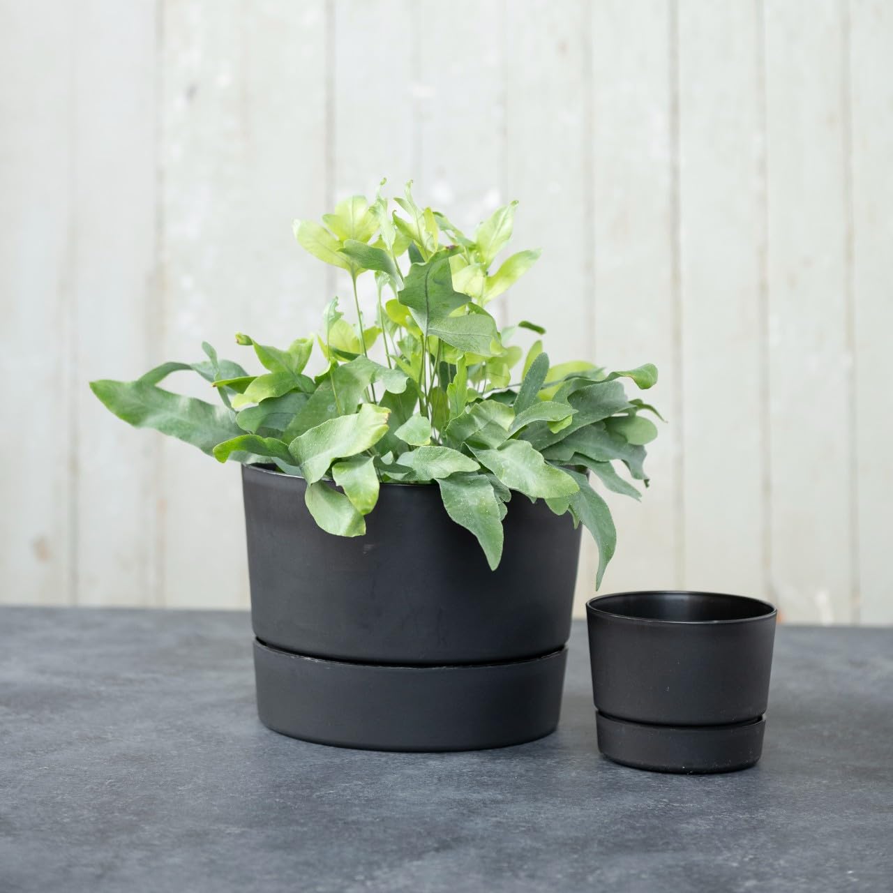 Root & Vessel Majestic Mid-Century Modern Low Profile Cylinder Pot, Matte Black, 8.5""