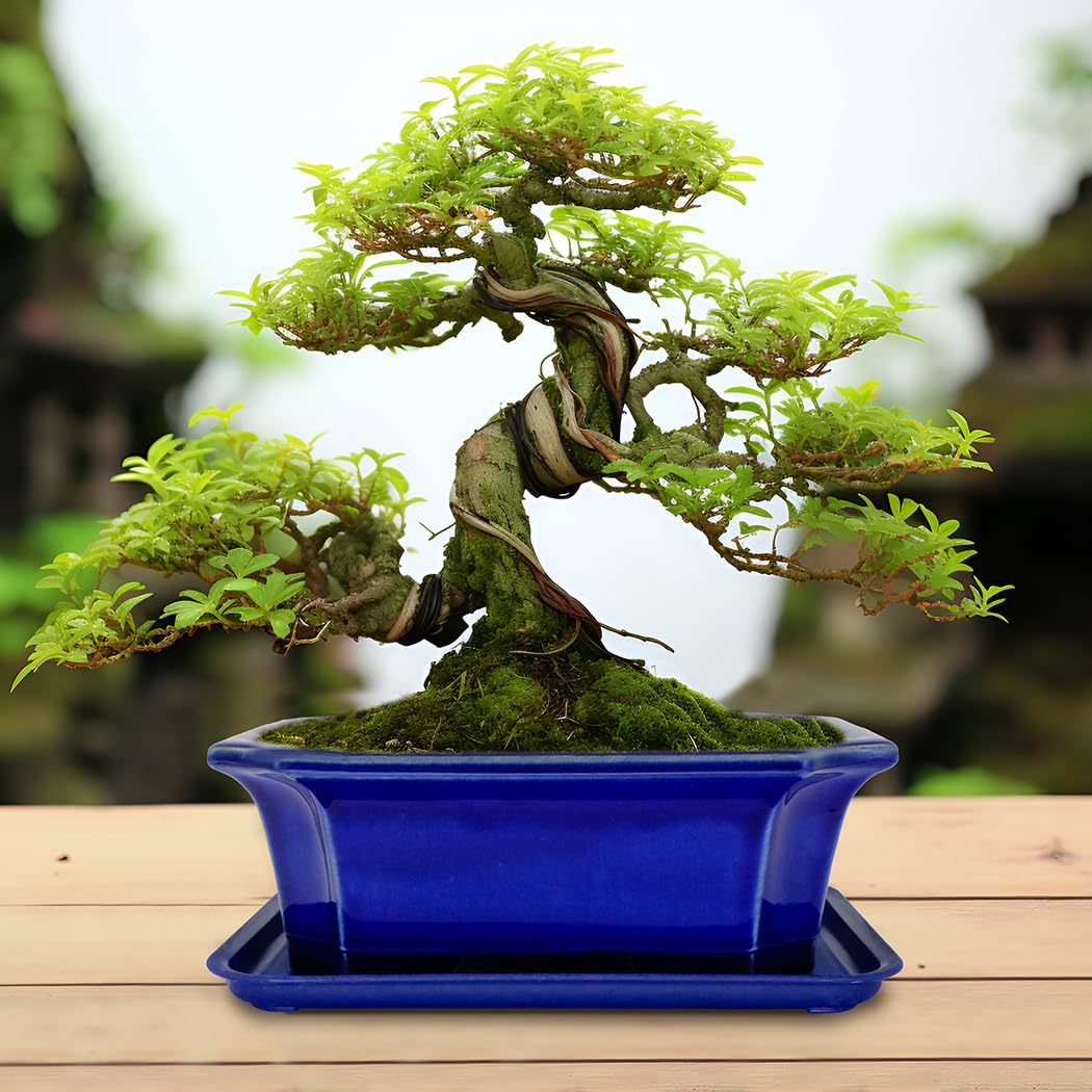 MUZHI Blue Bonsai Plant Pot 9.9” with Drip Saucer, Classic Glazed Ceramic Planter Container for Tree, Cactus, Succulent