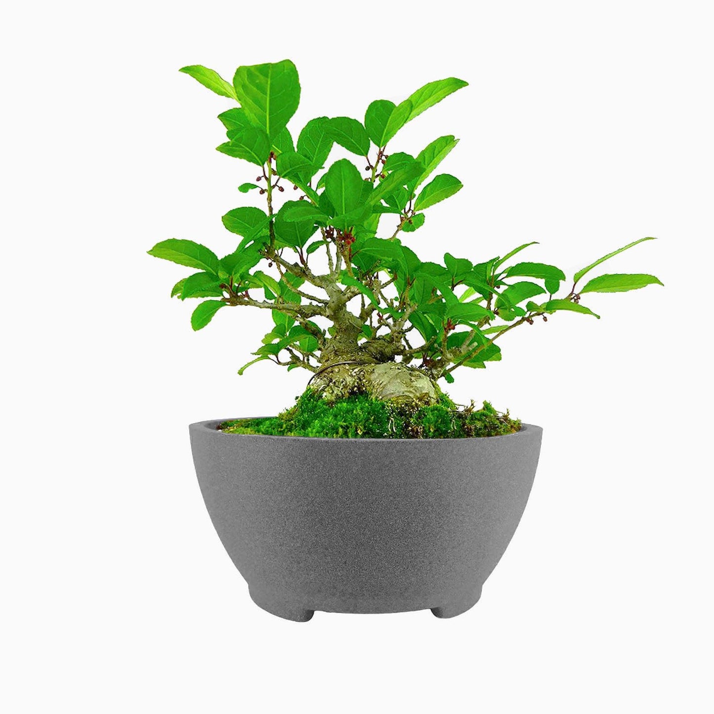 TINYVISTA 8.26” Gray Ceramic Bonsai Pot with Drainage Holes - Large Unglazed Clay Planter for Ficus Trees, Succulents & Indoor Plants, 4" Deep Round"