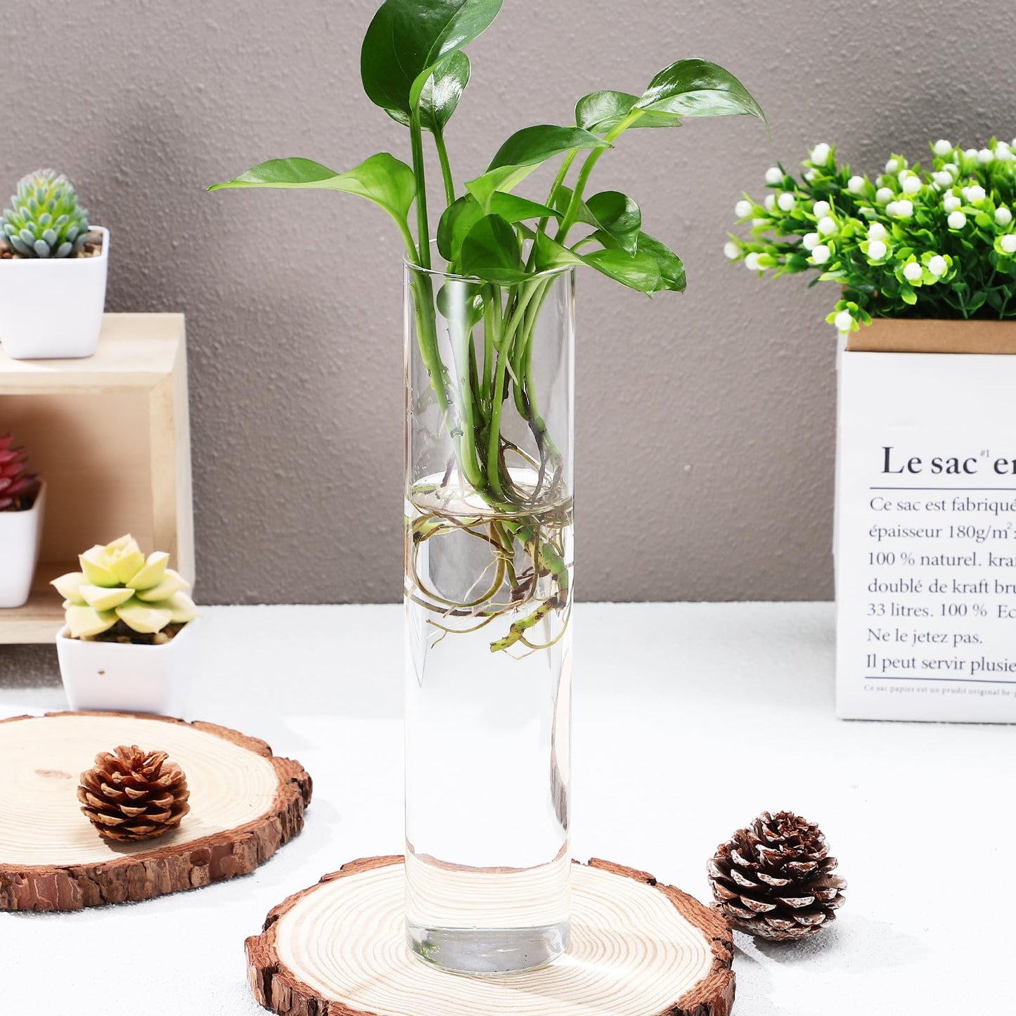 Balacoo Wall Hanging Glass Cylinder Vases for Plant Propagation, Hydroponic Holders, 2pcs Large Tube Glass Terrarium Holders for Home and Office Décor