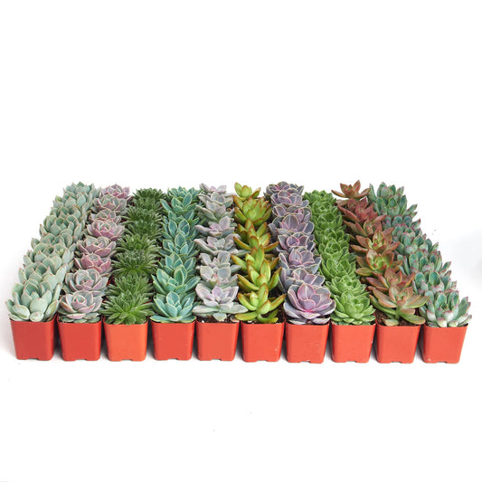 Shop Succulents Rosette Succulent Plant Pack Bulk Collection - Live Mini Succulent Plants, Low Maintenance, Floral Shaped Mix of Colors & Textures - Wedding and Party Favors, Gift & Garden, Pack of 40