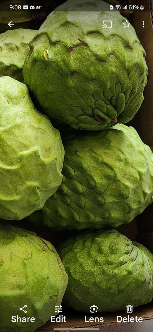 Fresh Custard Apple Annona Fruits