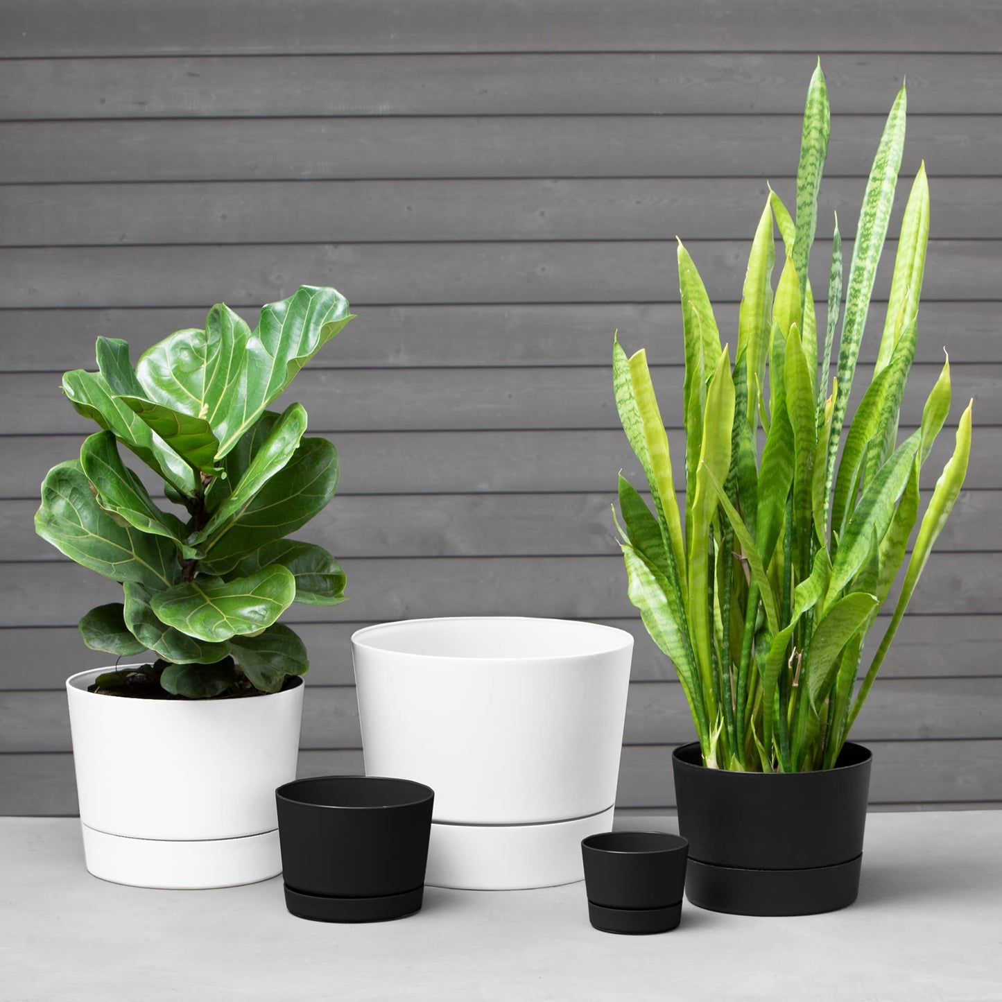 Root & Vessel Majestic Mid-Century Modern Low Profile Cylinder Pot, Matte Black, 8.5""