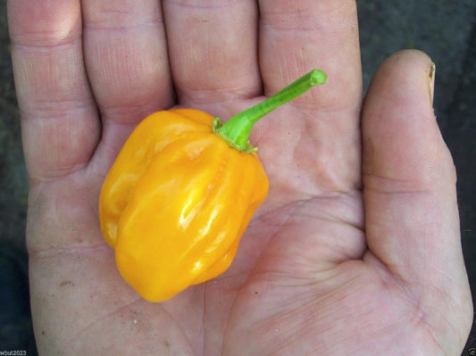 Burkina Yellow Chili-An African strain of the famous Scotch Bonnet hot pepper