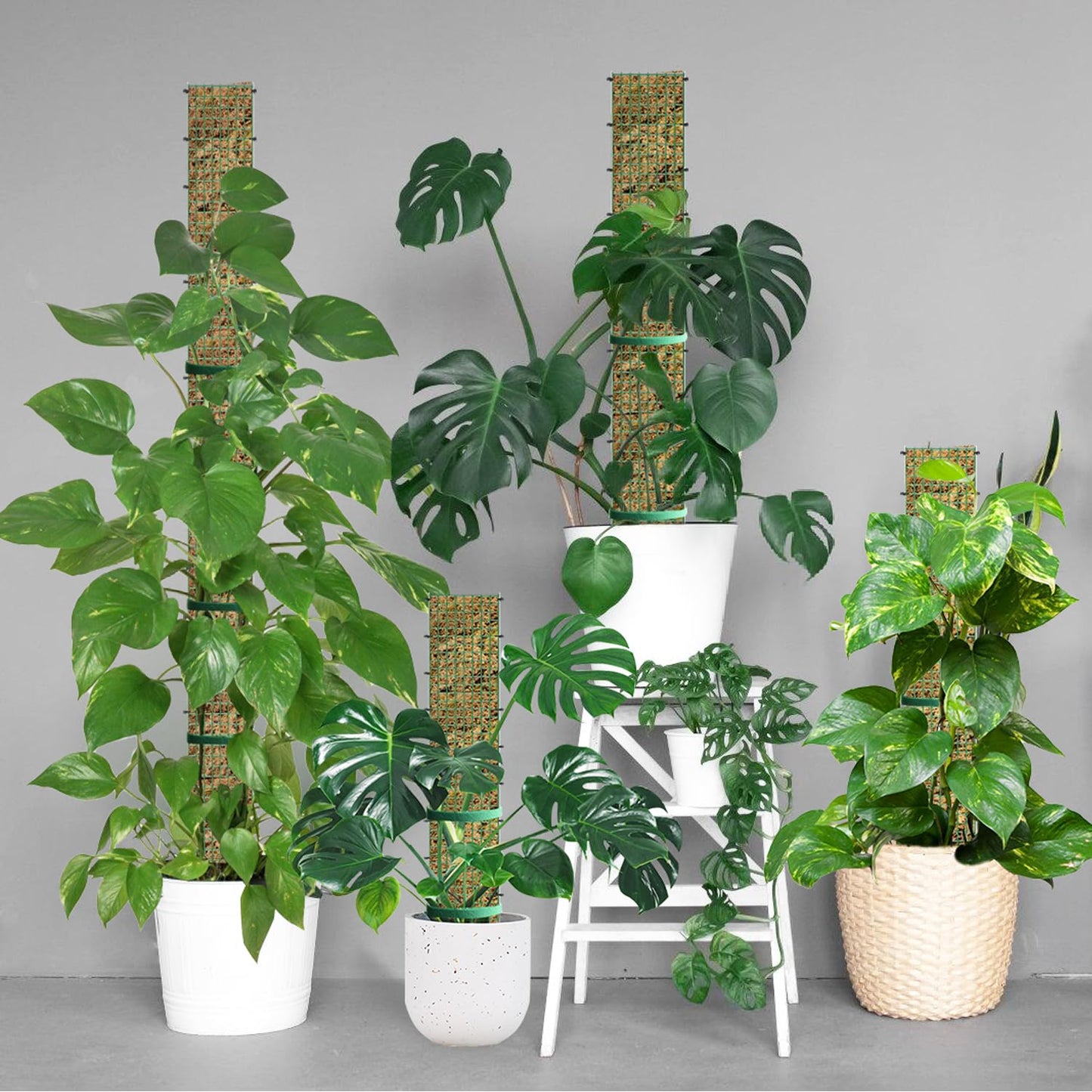 HOLANHING 60" Metal Moss Pole, D Shape Sphagnum Moss Pole, Moss Poles for Climbing Plants, Monstera, Indoor Climbing Plants (4Pcs 60")