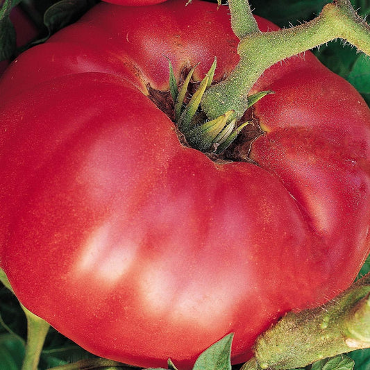 Burpee 'German Johnson' Heirloom, Large Pink Beefsteak Slicing Tomato, 30 Non-GMO Seeds