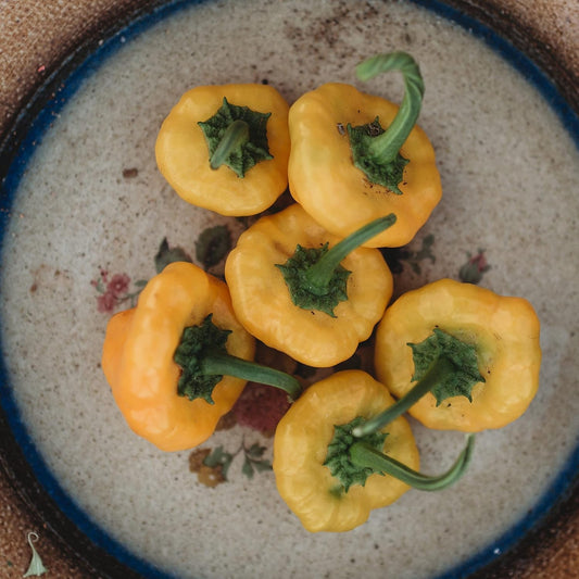 Yellow Scotch Bonnet Pepper - 10 Seeds - Heirloom & Open-Pollinated Chile Variety, Non-GMO Chili Pepper Seeds for Planting in The Home Garden, Thresh Seed Company