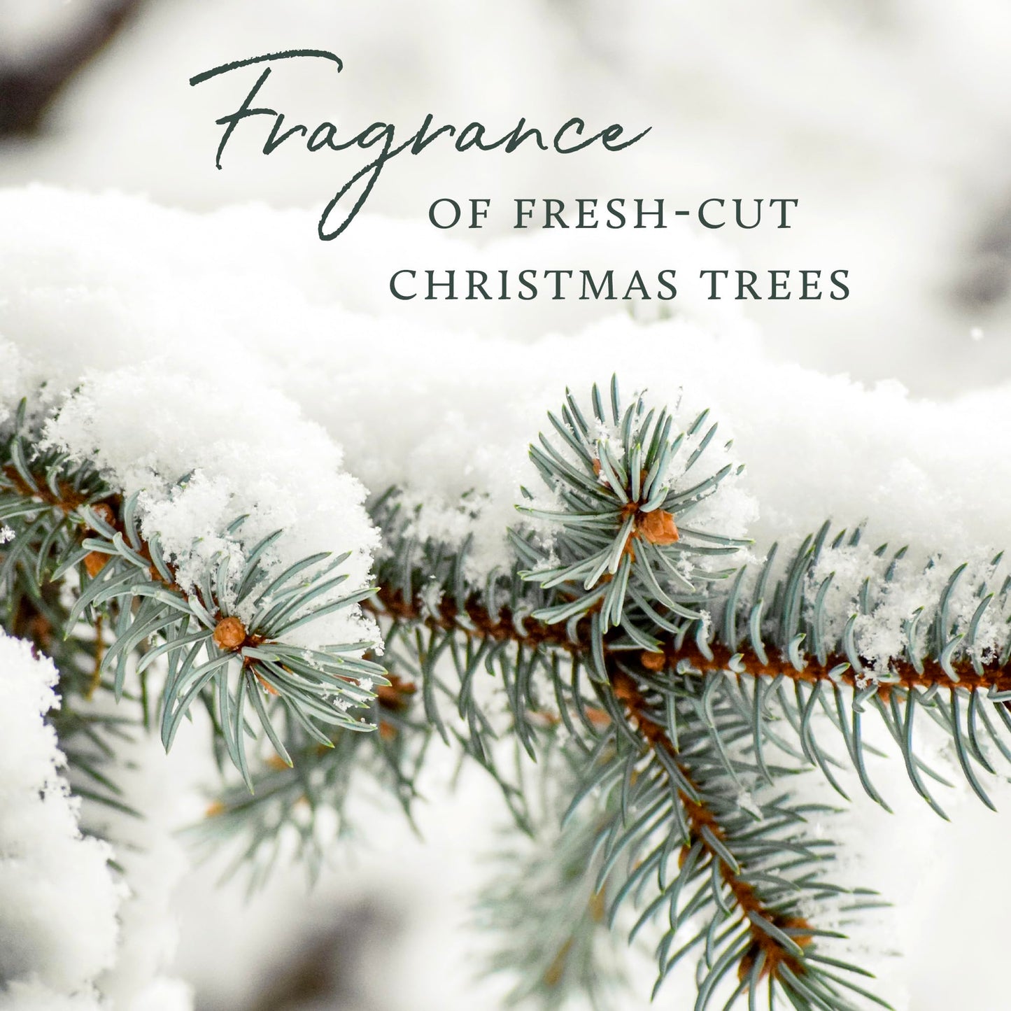 Thymes Frasier Fir Candle – Frosted Plaid Jar Candles – Green & White Candle Jar Design – Scented Candles with Notes of Siberian Fir, Cedarwood & Sandalwood – Holiday Candles (6.5 oz)