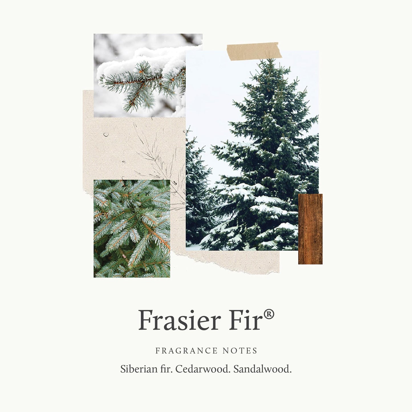 Thymes Frasier Fir Scented Candles for Home Decor - Green Pillar Candles for Women & Men - Place on Candle Holder - Luxury Home Fragrance Gifts - Small (3" x 3" Pillar)