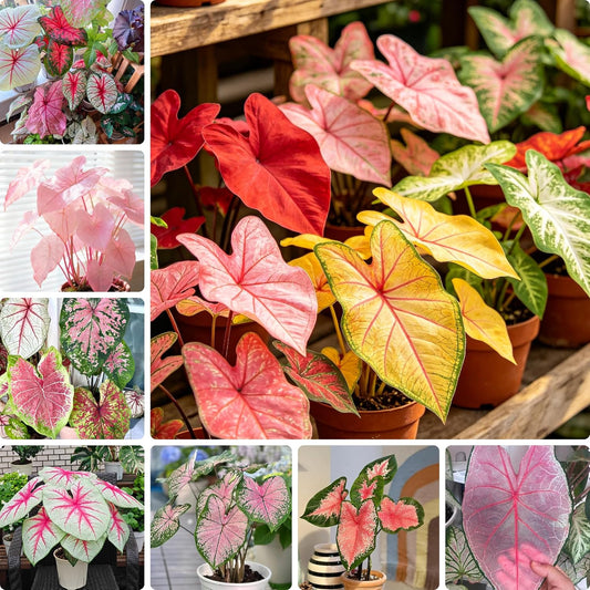 Premium Caladium Flower Plant Seeds, 100+ Mixed Caladium Seeds for Planting Outdoor, Non-GMO Heirloom Perennial Plants, Ideal for Garden Indoor Planting