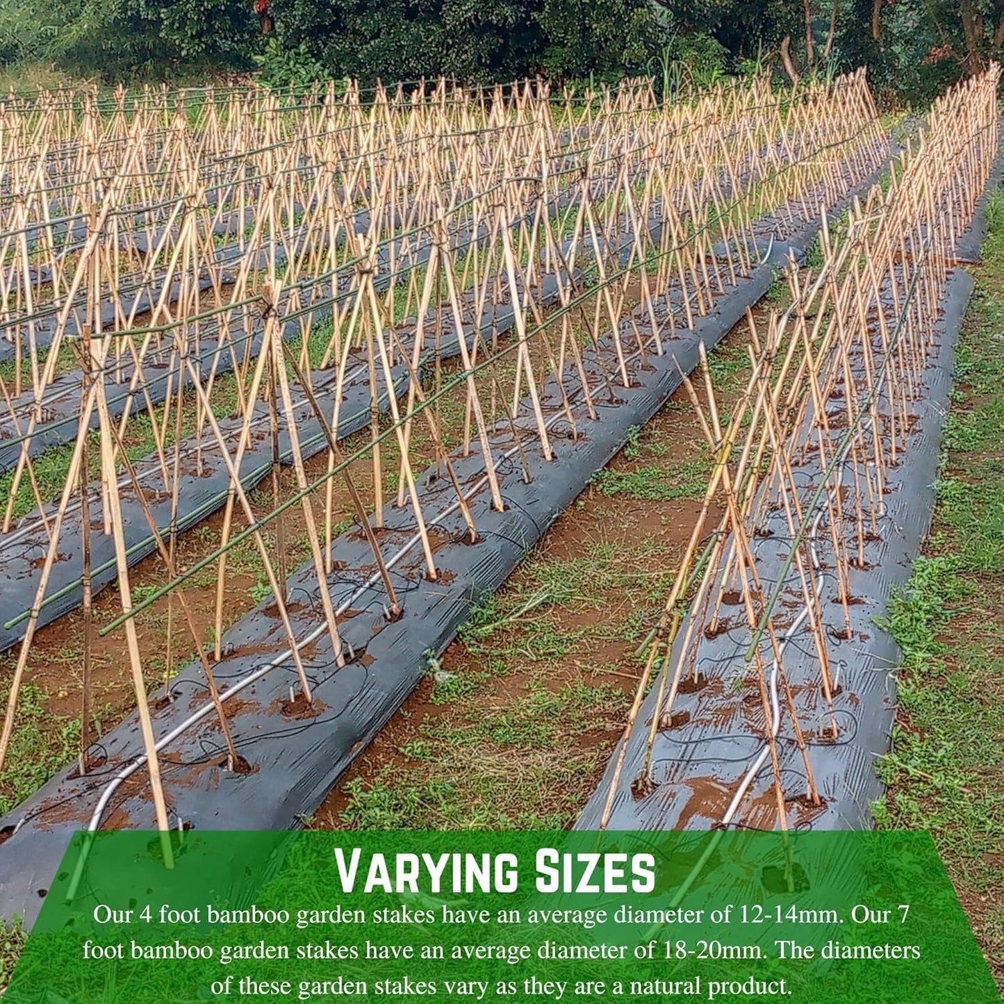 Farm Plastic Supply - Bamboo Garden Stakes - Bambo Sticks, Bamboo Plant Stakes for Outdoor Plants, Plant Support Stakes for Indoor Plants (4 Foot, 10)