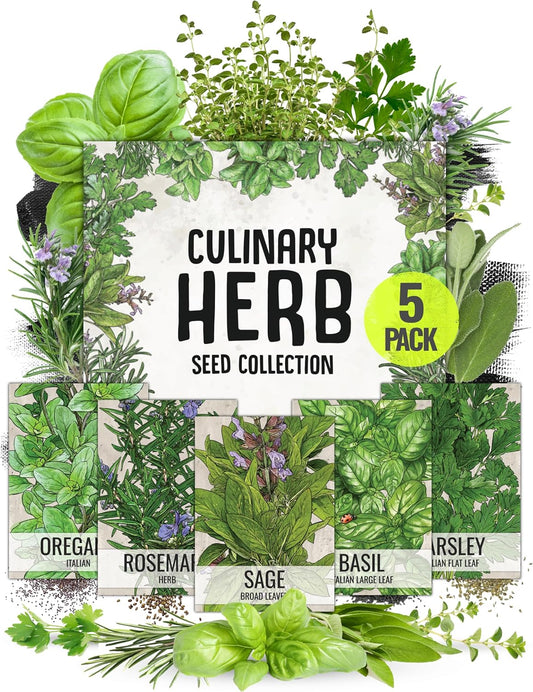 Seed Needs Italian Herb Seed Packet Collection (5 Individual Seed Varieties for Planting) Non-GMO & Untreated - Oregano, Basil, Rosemary, Sage and Parsley