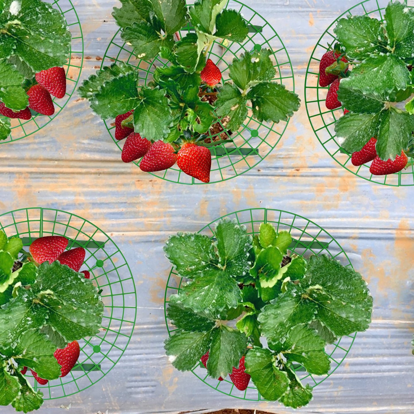 Iceyyyy 10 Pack Strawberry Plant Support - Large Size Strawberry Growing Racks - Strawberry Growing Frame for Keeping Garden Strawberry Clean